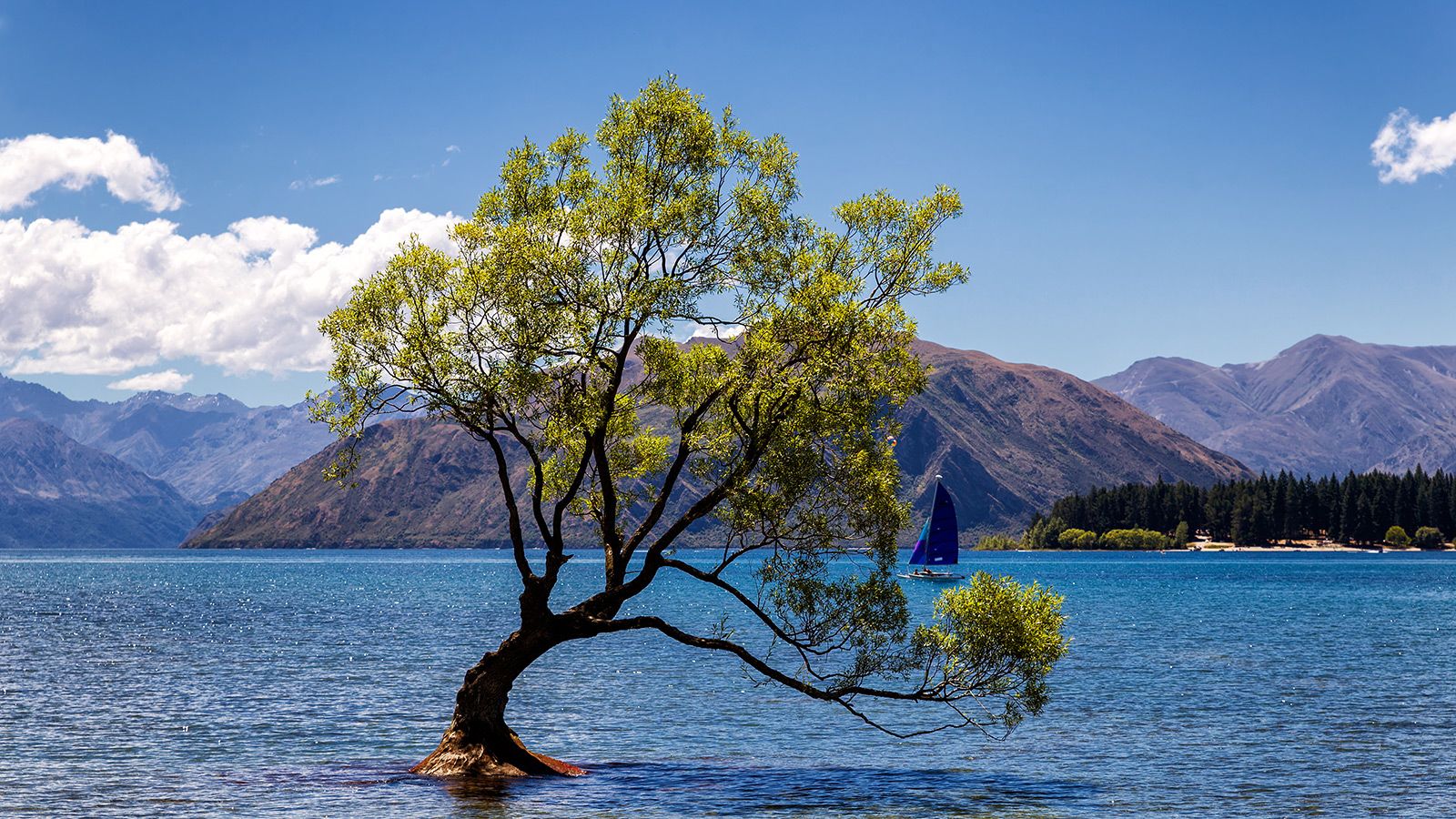 The famous Wanaka Tree in the lake